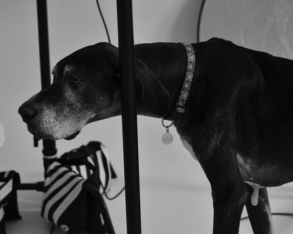 candid dog photography black white